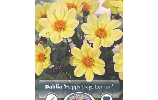 Dahlia Happy Days Lemon (Feuillage fonc&eacute;) (1 bulbe)