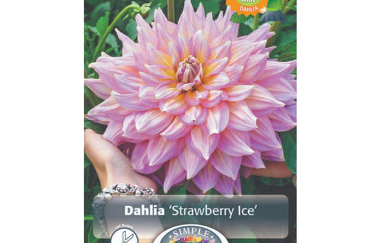 Dahlia Strawberry Ice (Dinnerplate) (1 bulbe)