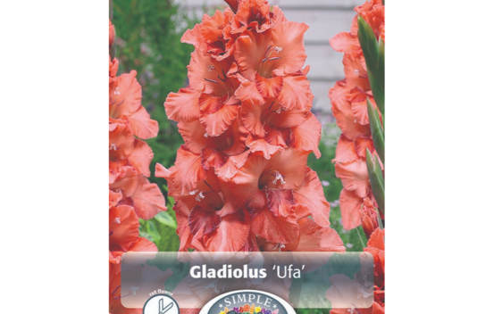Gla&iuml;eul Ufa (Perroquet) (Paquet de 10 bulbes)