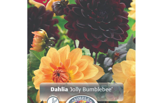 Dahlia Jolly Bumblebee (M&eacute;lange Perfect Partners) (Paquet de 2 bulbes)