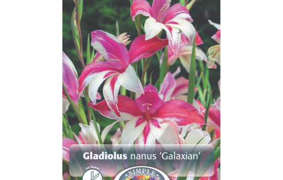 Gla&iuml;eul Galaxian (Paquet de 10 bulbes)