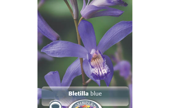 Bletilla Blue (Paquet de 2 bulbes)