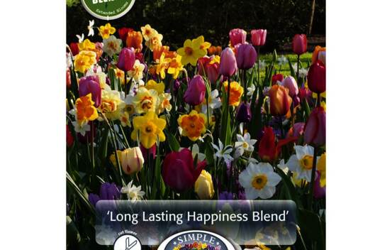 Tulipe et Narcisse Long Lasting Happiness (P&eacute;riode de floraison &eacute;tendue - Inspiration Blend) (Paquet de 15 bulbes)
