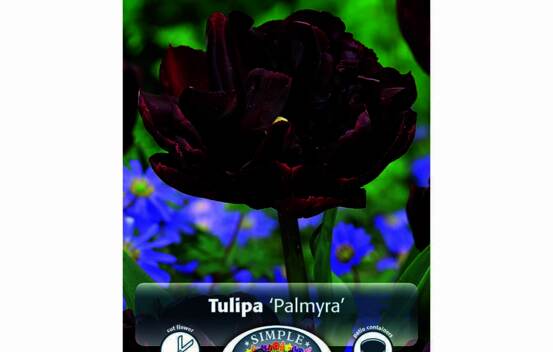 Tulipe Palmyra (Double h&acirc;tive) (Zone : 3) (Paquet de 5 bulbes)