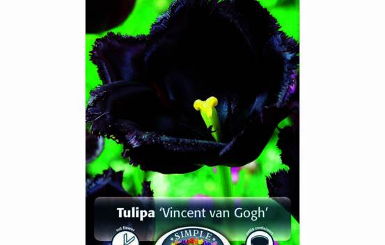 Tulipe Vincent van Gogh (Frang&eacute;e) (Paquet de 8 bulbes)