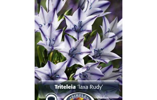 Triteleia Rudy (Paquet de 15 bulbes)