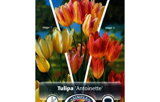Tulipe Antoinette (Bouquet) (Zone : 3) (Paquet de 5 bulbes)