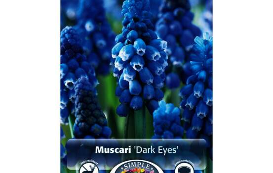 Muscari Dark Eyes (Paquet de 10 bulbes)