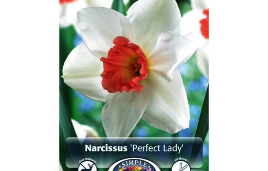 Narcisse Perfect Lady (Large Cupped) (Zone : 3) (Paquet de 5) (taille : 14/16 cm)
