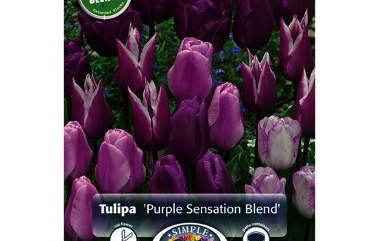 Tulipe Purple Sensation Blend (P&eacute;riode de floraison &eacute;tendue - Inspiration Blend) (Zone : 3) (Paquet de 10 bulbes)