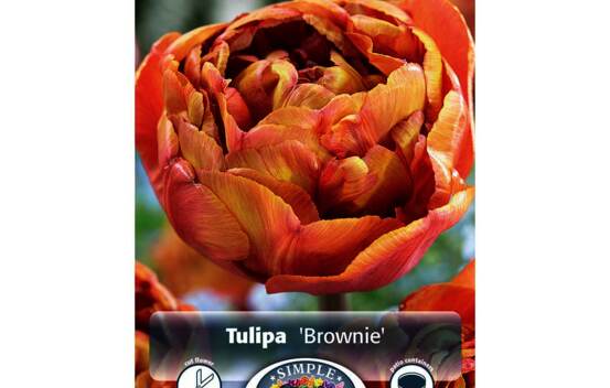 Tulipe Brownie (Double h&acirc;tive) (Paquet de 8) (taille : 11/12 cm)