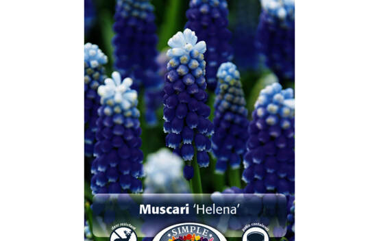 Muscari Helena (Paquet de 10 bulbes)