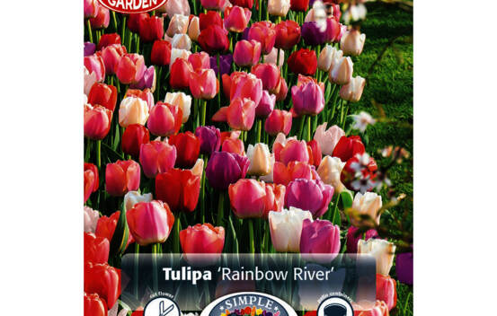 Tulipe Rainbow River (M&eacute;lange Border Garden) (Paquet de 12 bulbes)