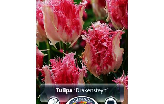 Tulipe Drakensteyn (Frang&eacute;e) (Paquet de 5 bulbes)