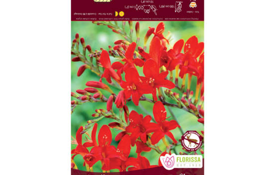 Crocosmia Lucifer (Paquet de 5 bulbes)