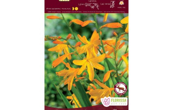 Crocosmia George Davidson (Paquet de 5 bulbes)