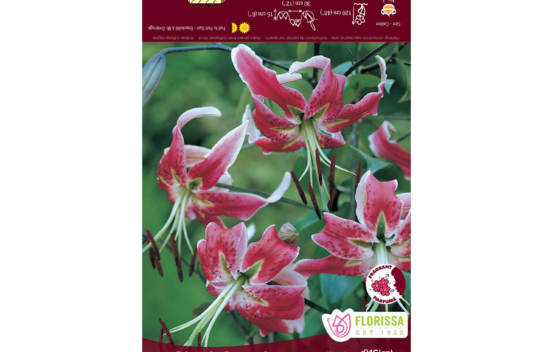 Lys Black Beauty (Novelty) (1 bulbe)