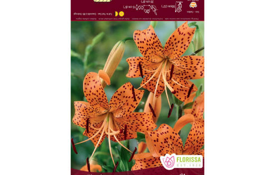 Lys Tigrinum Splendens (Tigr&eacute;) (1 bulbe)