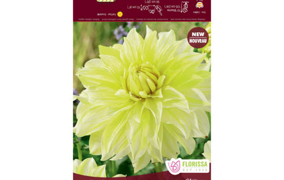 Dahlia La Luna (Dinnerplate) (1 bulbe)