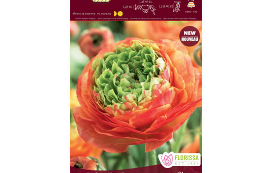 Renoncule Reinette Orange (Paquet de 5 bulbes)