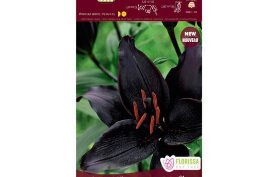 Lys Secret Kiss (Asiatique) (Paquet de 3 bulbes)