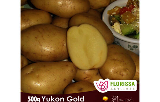Pomme de terre Yukon Gold (Grelots h&acirc;tifs) (Peau et chair jaune) (Biologique) (Paquet de 500 g)