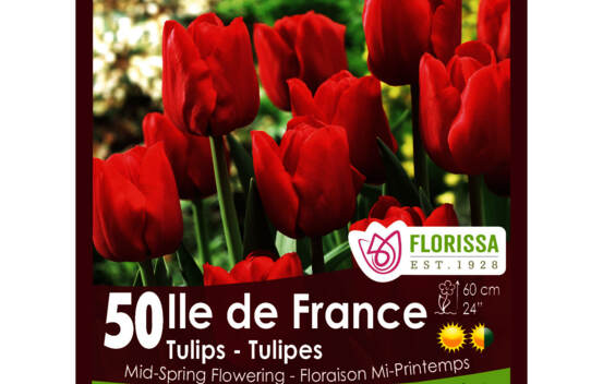 Tulipe Ile de France (Zone : 3) (Paquet de 40 bulbes)