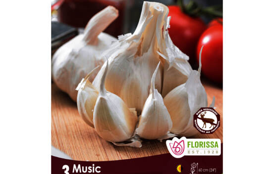 Ail Music (Hardneck - Porcelaine) (Zone : 2) (Paquet de 3 bulbes)