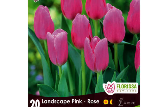 Tulipe Landscape Rose (Mammoth Pack) (Zone : 3) (Paquet de 20 bulbes)