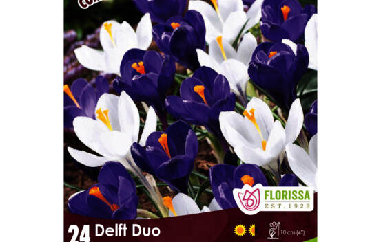 Crocus Delft Duo - Bleu & Blanc (Large Flowering) (Colourful Companions) (Zone : 3) (Paquet de 24 bulbes)