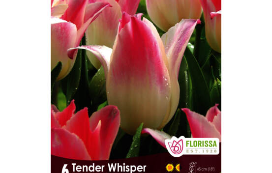 Tulipe Tender Whisper (Triumph) (Zone : 3) (Paquet de 6 bulbes)