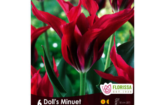 Tulipe Doll's Minuet (Viridiflora) (Zone : 3) (Paquet de 6 bulbes)