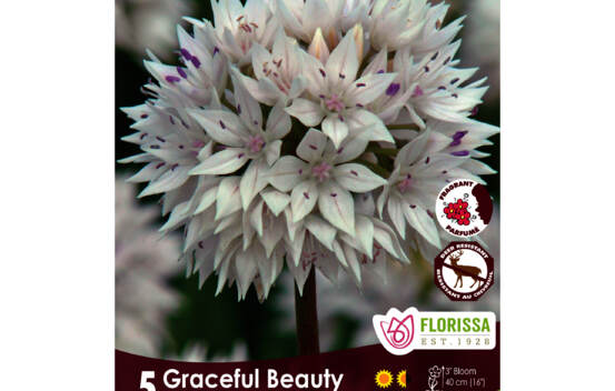 Allium Graceful Beauty - Van Lierop (Parfum&eacute;) (Zone : 4) (Paquet de 5 bulbes)