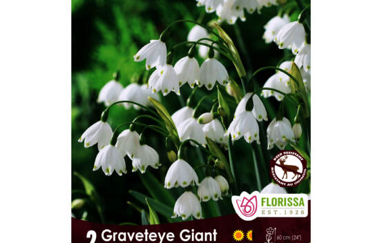 Leucojum Gravetye Giant (Zone : 4) (Paquet de 2 bulbes)