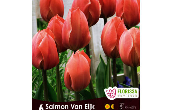 Tulipe Salmon Van Eijk (Paquet de 6 bulbes)