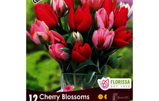 Tulipe Cherry Blossoms (Colourful Companions) (Zone : 3) (Paquet de 12 bulbes)